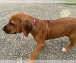 Small #8 Rhodesian Ridgeback