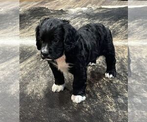 Cocker Spaniel Puppy for sale in HARWOOD, TX, USA