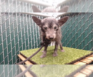 Mutt Dogs for adoption in Downey, CA, USA