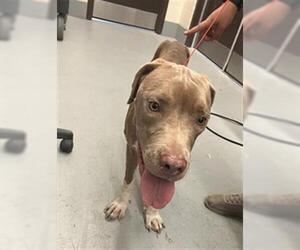 American Pit Bull Terrier Dogs for adoption in Corpus Christi, TX, USA