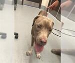 Small American Pit Bull Terrier