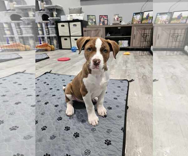 Medium Photo #4 American Staffordshire Terrier-Siberian Husky Mix Puppy For Sale in Chester, VA, USA