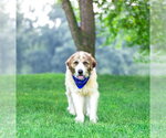 Small #3 Great Pyrenees Mix