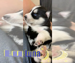 Small Photo #5 Siberian Husky Puppy For Sale in ASBURY PARK, NJ, USA