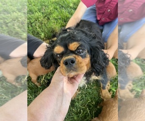 Mother of the Cavapoo (Toy) puppies born on 05/25/2026