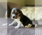 Small Photo #11 Beagle Puppy For Sale in FORDLAND, MO, USA