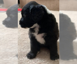 Small Photo #5 Sheepadoodle Puppy For Sale in KATY, TX, USA