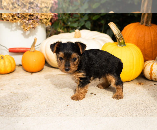 Medium Photo #4 Yorkshire Terrier Puppy For Sale in NAPPANEE, IN, USA