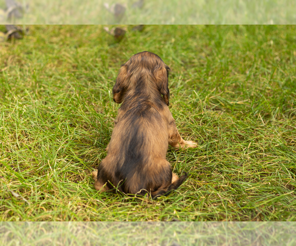 Medium Photo #5 Dachshund Puppy For Sale in MILFORD, IN, USA