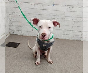 Mutt Dogs for adoption in San Bernardino, CA, USA