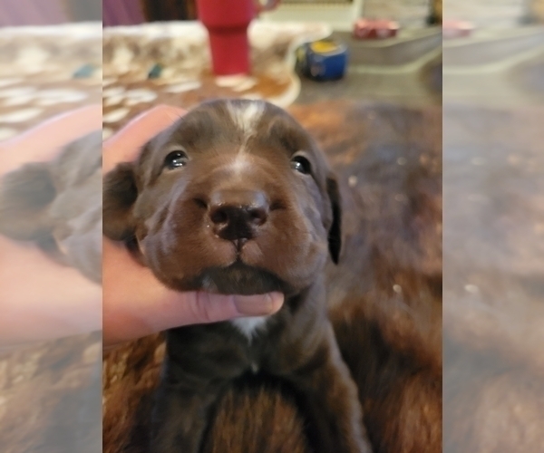 Medium Photo #1 Labradinger Puppy For Sale in NEW CONCORD, OH, USA