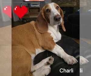 Basset Hound Dogs for adoption in Carrollton, TX, USA
