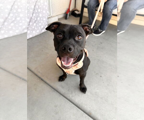 Medium Photo #4 American Pit Bull Terrier-Unknown Mix Puppy For Sale in Chandler, AZ, USA