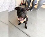 Small #3 American Pit Bull Terrier Mix