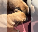 Small Photo #39 American Mastiff Puppy For Sale in ALEXANDRIA, VA, USA