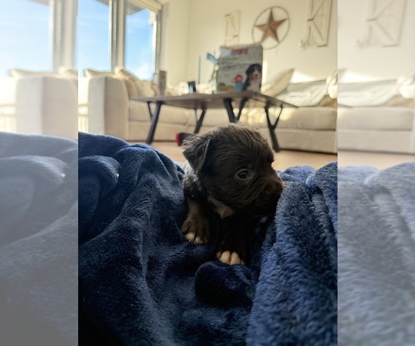 Medium Photo #3 American Pit Bull Terrier Puppy For Sale in OKLAHOMA CITY, OK, USA