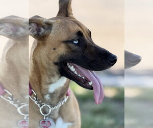 Sedona - Female Labrador Retriever-Unknown Mix Dog for Adoption - Photo #19
