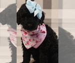 Small Photo #7 Goldendoodle-Poodle (Standard) Mix Puppy For Sale in MANCHESTER, CT, USA