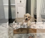 Small Photo #1 Golden Retriever Puppy For Sale in MAGNOLIA, TX, USA