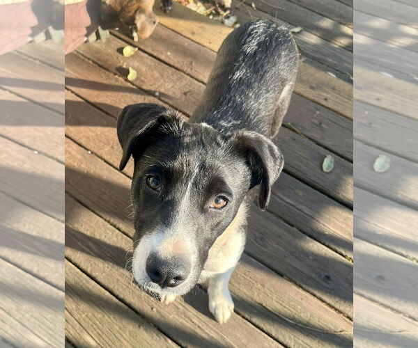 Medium Photo #2 Collie-Unknown Mix Puppy For Sale in Mount Laurel, NJ, USA