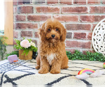 Small #2 Cavapoo (Miniature)