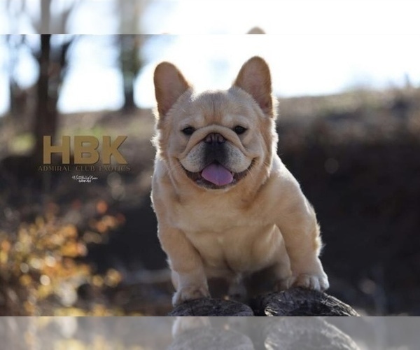 Medium Photo #9 French Bulldog Puppy For Sale in POMPANO BEACH, FL, USA