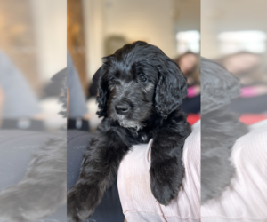 Goldendoodle Puppy for Sale in MILLERSVILLE, Maryland USA