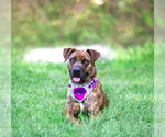 Small #4 Mountain Cur Mix