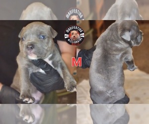 Medium American Bully