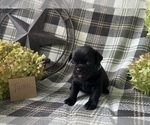 Small #1 Puggle