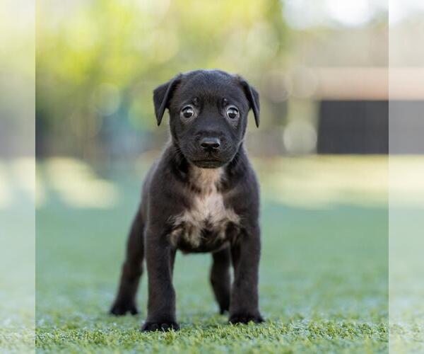 Medium Photo #2 Dachshund-Unknown Mix Puppy For Sale in San Diego, CA, USA