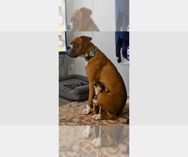 Medium Photo #1 Boxer Puppy For Sale in Austin, TX, USA