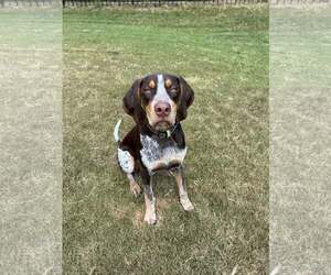 Coonhound Dogs for adoption in Holly Springs, NC, USA