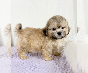 Shih-Poo Puppy for sale in INDIANAPOLIS, IN, USA