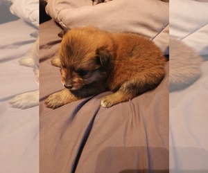 Australian Shepherd-Pomeranian Mix Puppy for sale in LINCOLN PARK, MI, USA