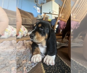 Basset Hound Puppy for sale in ALLENTON, MI, USA