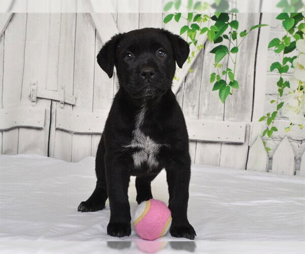 Medium Photo #1 Texas Heeler-Unknown Mix Puppy For Sale in Oroville, CA, USA