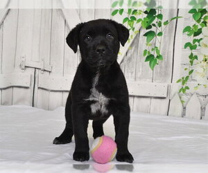 Texas Heeler-Unknown Mix Dogs for adoption in Oroville, CA, USA