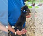 Small Photo #6 Beagle Puppy For Sale in LAKE VILLAGE, IN, USA