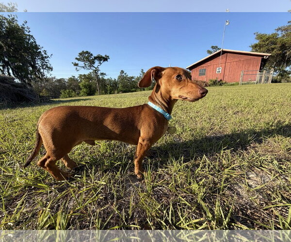 Medium Photo #2 Dachshund Puppy For Sale in Tampa, FL, USA