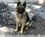 Small Photo #14 German Shepherd Dog Puppy For Sale in RUFFIN, SC, USA