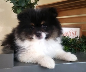 Pomeranian Puppy for sale in ORRVILLE, OH, USA