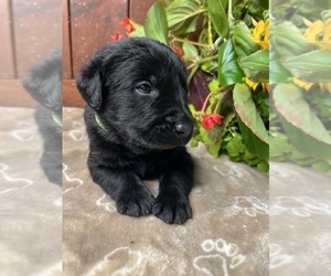 Labrador Retriever Puppy for Sale in NEOLA, West Virginia USA