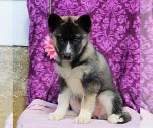 Siberian Husky Puppy for sale in KIRKWOOD, PA, USA