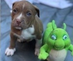 Small Photo #5 American Pit Bull Terrier Puppy For Sale in ABERDEEN, SD, USA