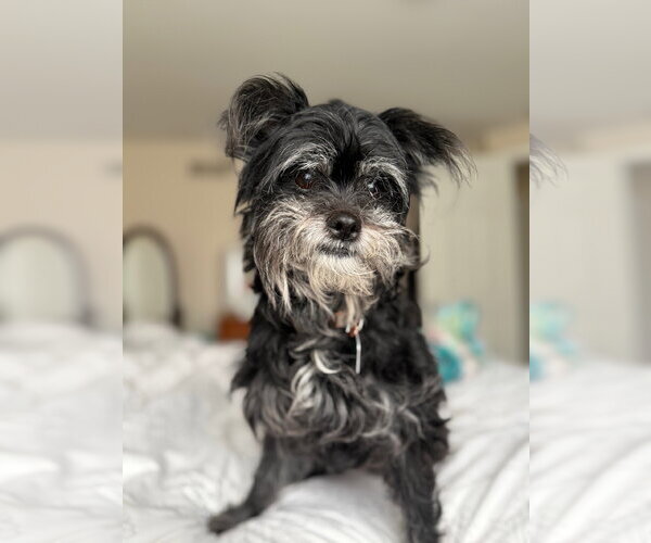 Medium Photo #3 Shih Tzu-Unknown Mix Puppy For Sale in Clarkston, MI, USA