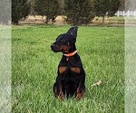 Small Doberman Pinscher