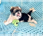 Small Photo #7 Shih Tzu Puppy For Sale in CHARLOTTE, NC, USA