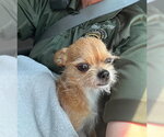 Small Chihuahua Mix
