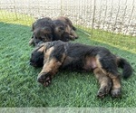 Small #12 German Shepherd Dog